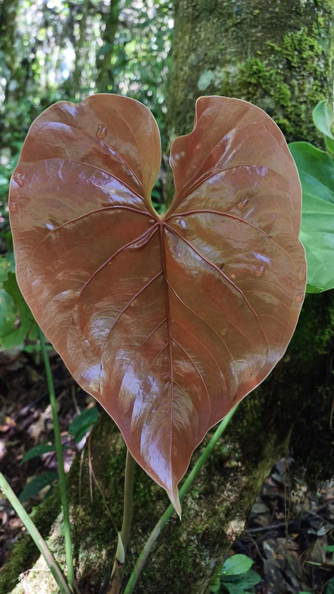 Paraiso Verde Chijou Luaran gambar