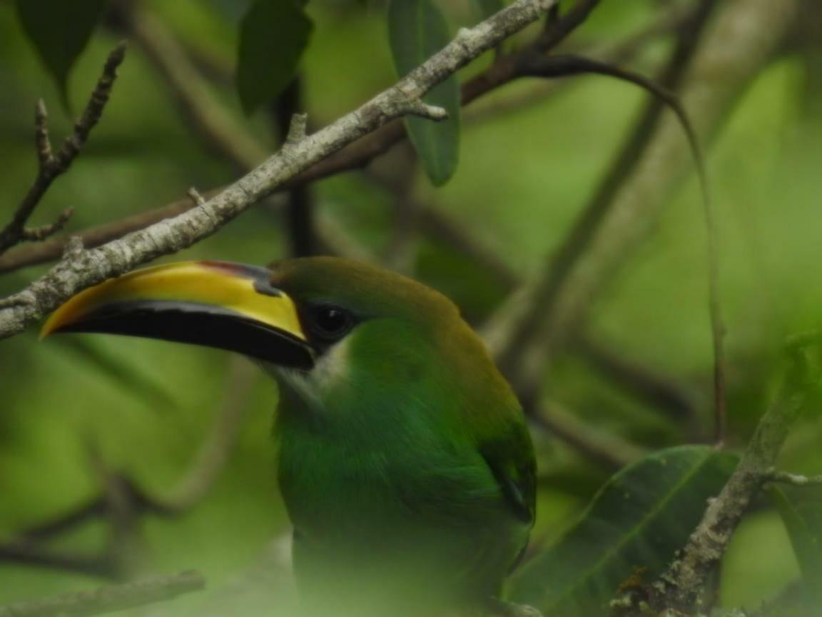 Paraiso Verde Chijou Luaran gambar